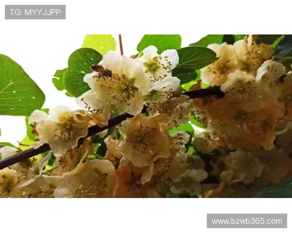 365速发国际：专注国际物流行业多年，结合先进管理经验，建设值得信赖的全球快递品牌